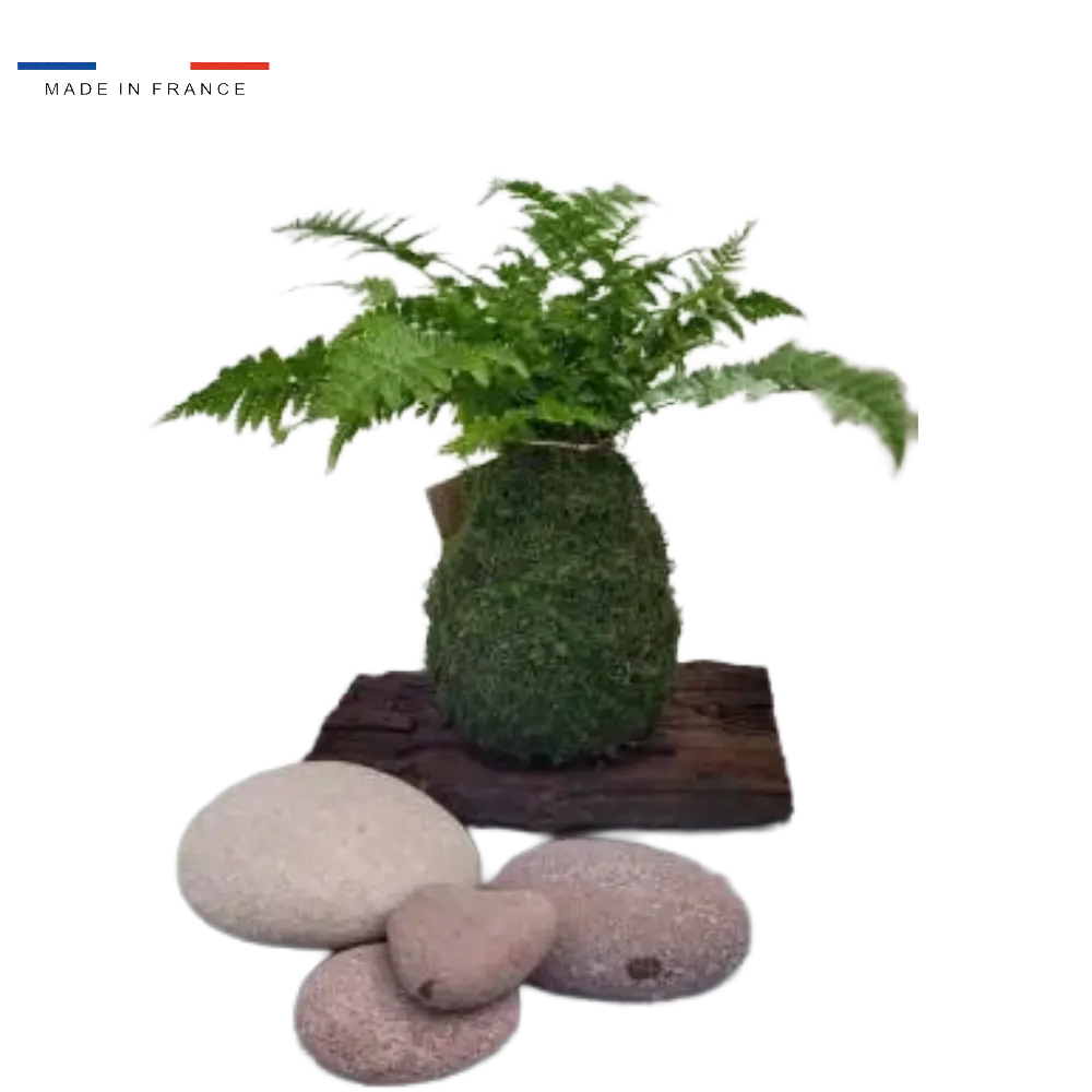 Kokedama Fougère