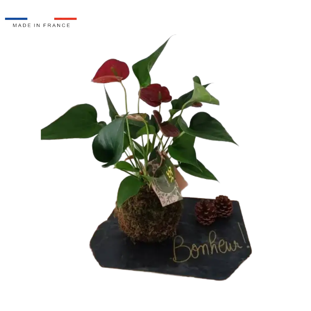 Kokedama Anthurium