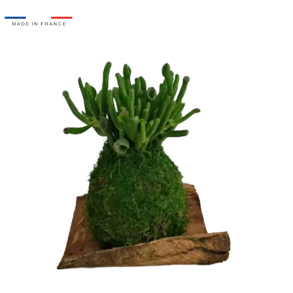 Kokedama Crassula Hobit