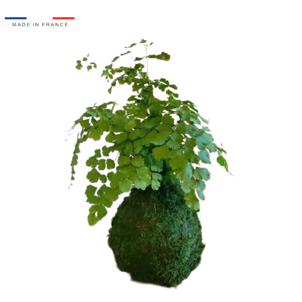 Kokedama Adiantum