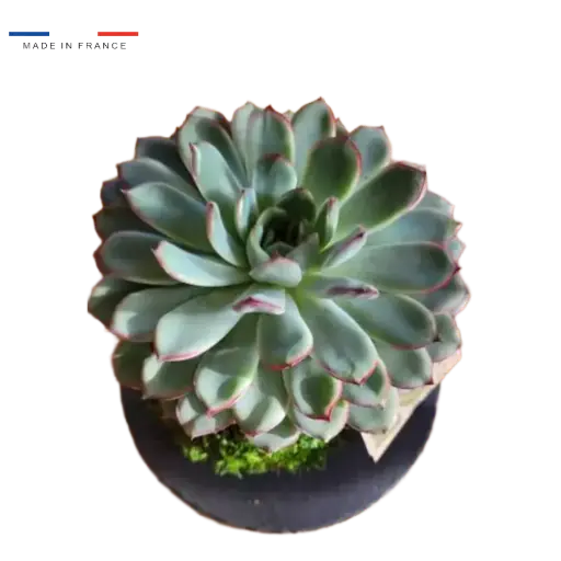 [37-kokedama-Echeveria] Kokedama Echeveria